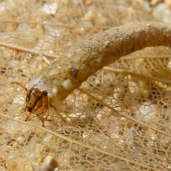 Biodiversité -Larve d'Odontoceridae