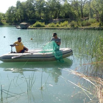 Etude sur le Gobie à tâches noires