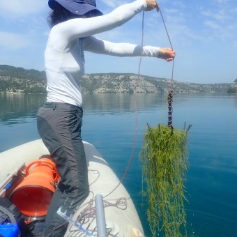 Prélèvement de macrophytes 