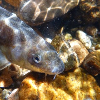 Recherche - ECOBAM - Barbeau méridional